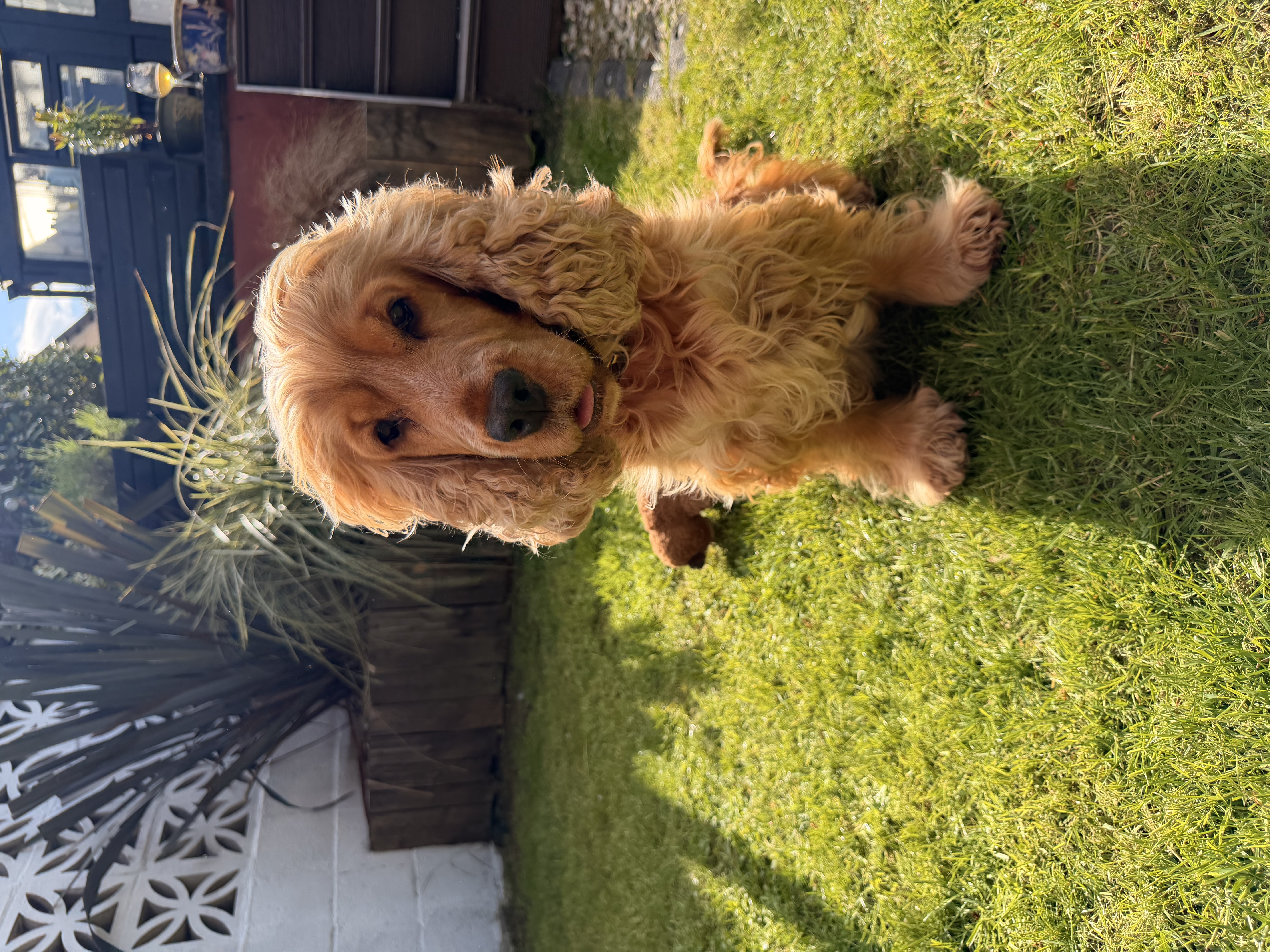 Dog Friendly Self Catering in Nairn: What to Expect